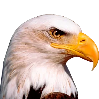 🦅