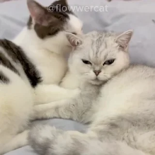 💋
