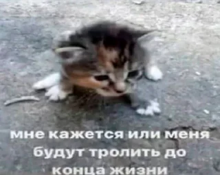 😺
