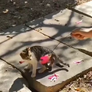 🤩