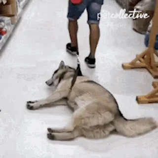 🐕