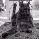 🐱
