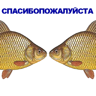 🐠