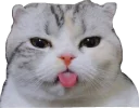 Derp