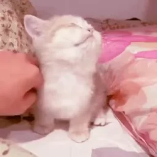 🐱