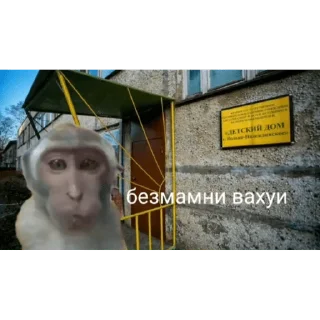 🐵