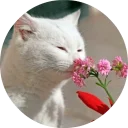 🐱