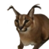 Шлёпанцы