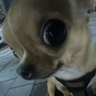 🤩