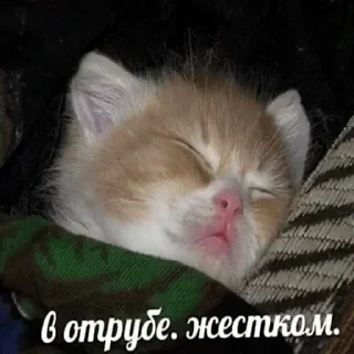😪