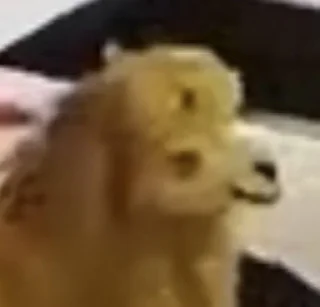 🐫
