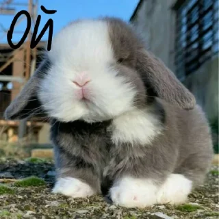 🐰