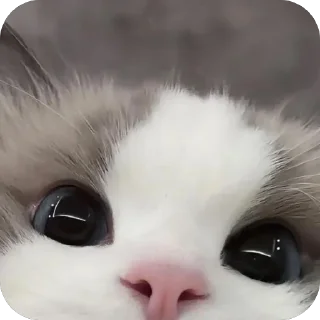 Котята | @free_stickerpack