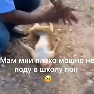 🐵