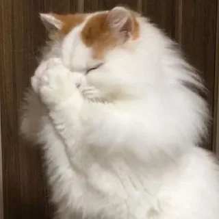 🙏