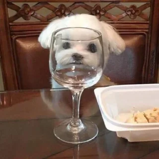 🐶