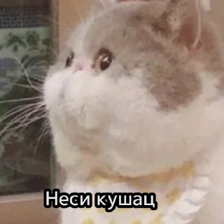 😺