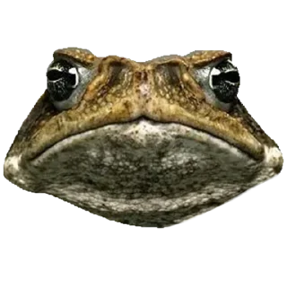 🐸