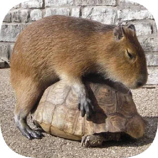 🐢