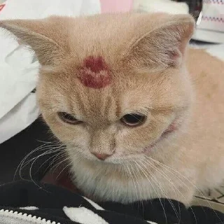 lουε αeshτeτic ♡