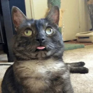 🤪