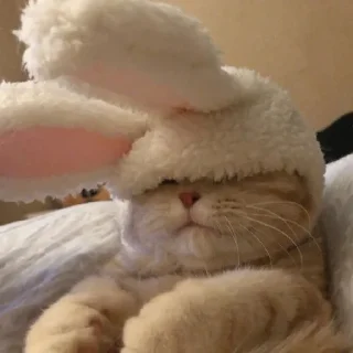 🐈