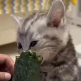 🐈‍⬛️