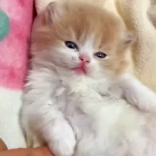 🐱
