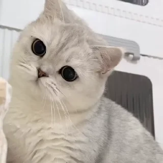 🤩