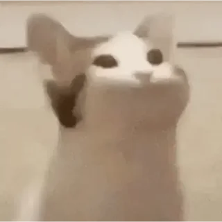 🐈