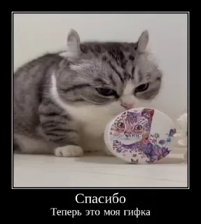 🐱