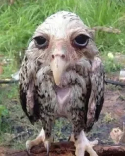 🪃