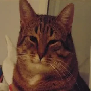 😽