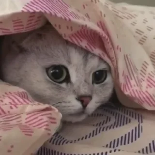 😴