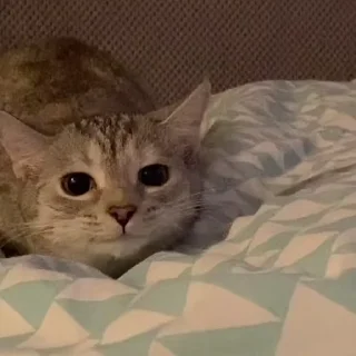 😼