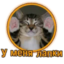Милые котята @STICK17