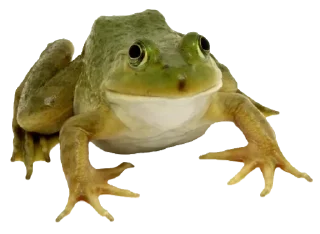 🐸