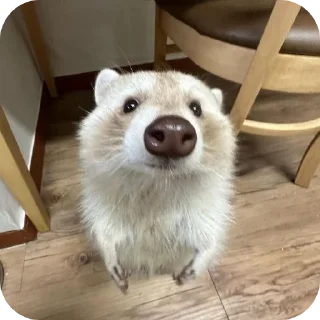 🐶