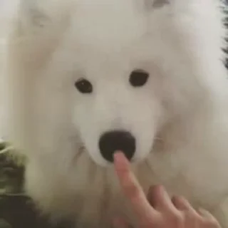 👃