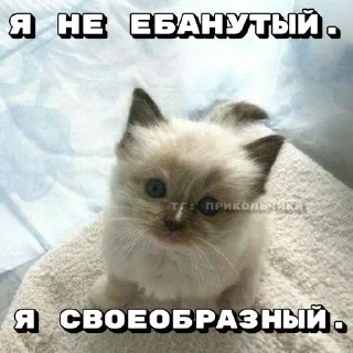 🐱