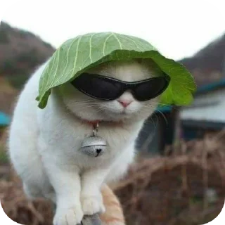 😎