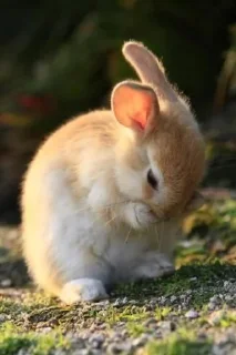 🧽