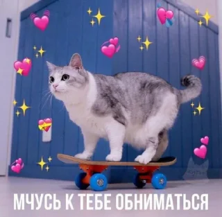 🛹