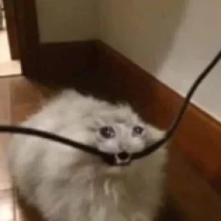 🥺