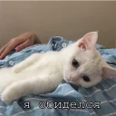 😿