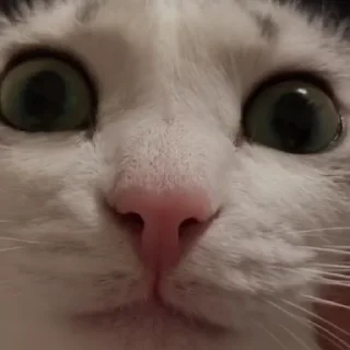 😶