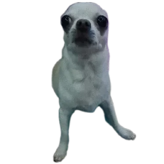 🐶