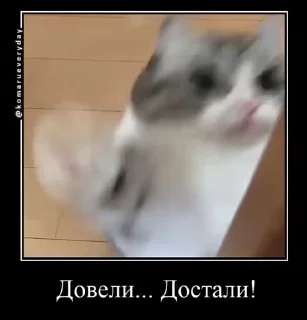 🐱