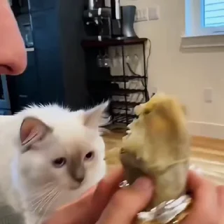 🤩
