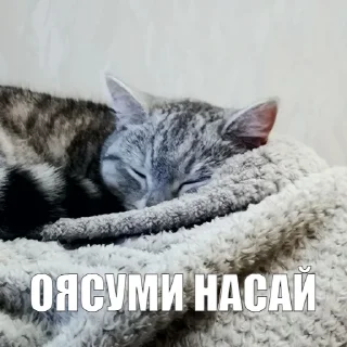 😴